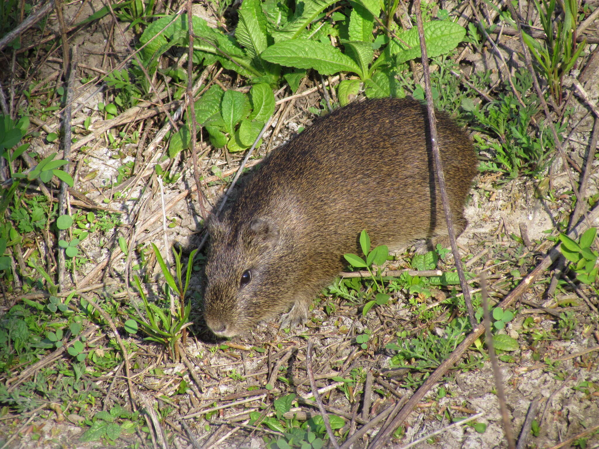 Image of Brazilian Guinea Pig