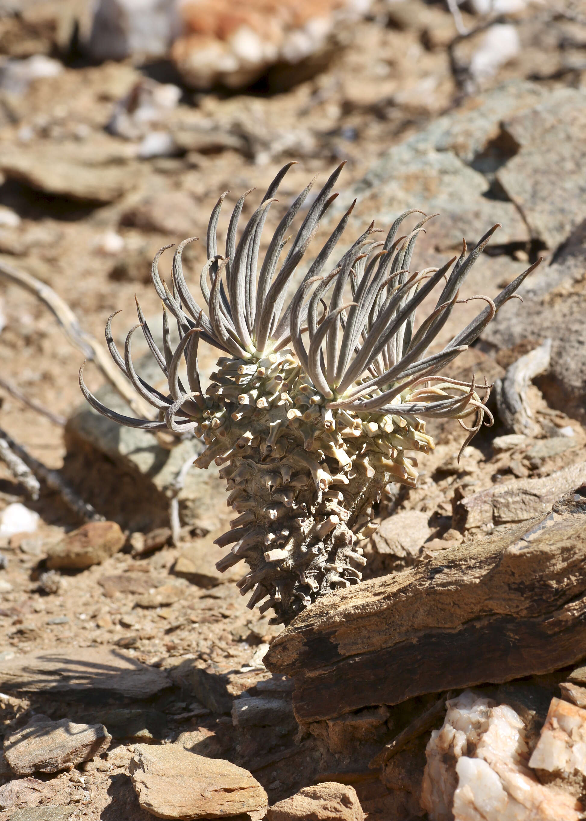 Tylecodon wallichii (Harv.) H. Tölken resmi