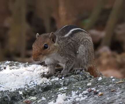 Image of Jungle Palm Squirrel