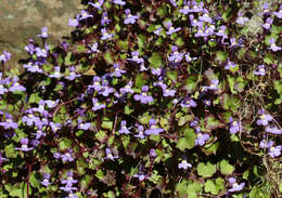 Image of Ivy-leaved Toadflax