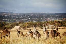 Macropus fuliginosus (Desmarest 1817) resmi