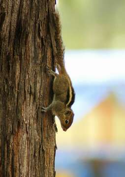 Image of Indian palm squirrel