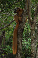 Image of Bennett's Brown Lemur