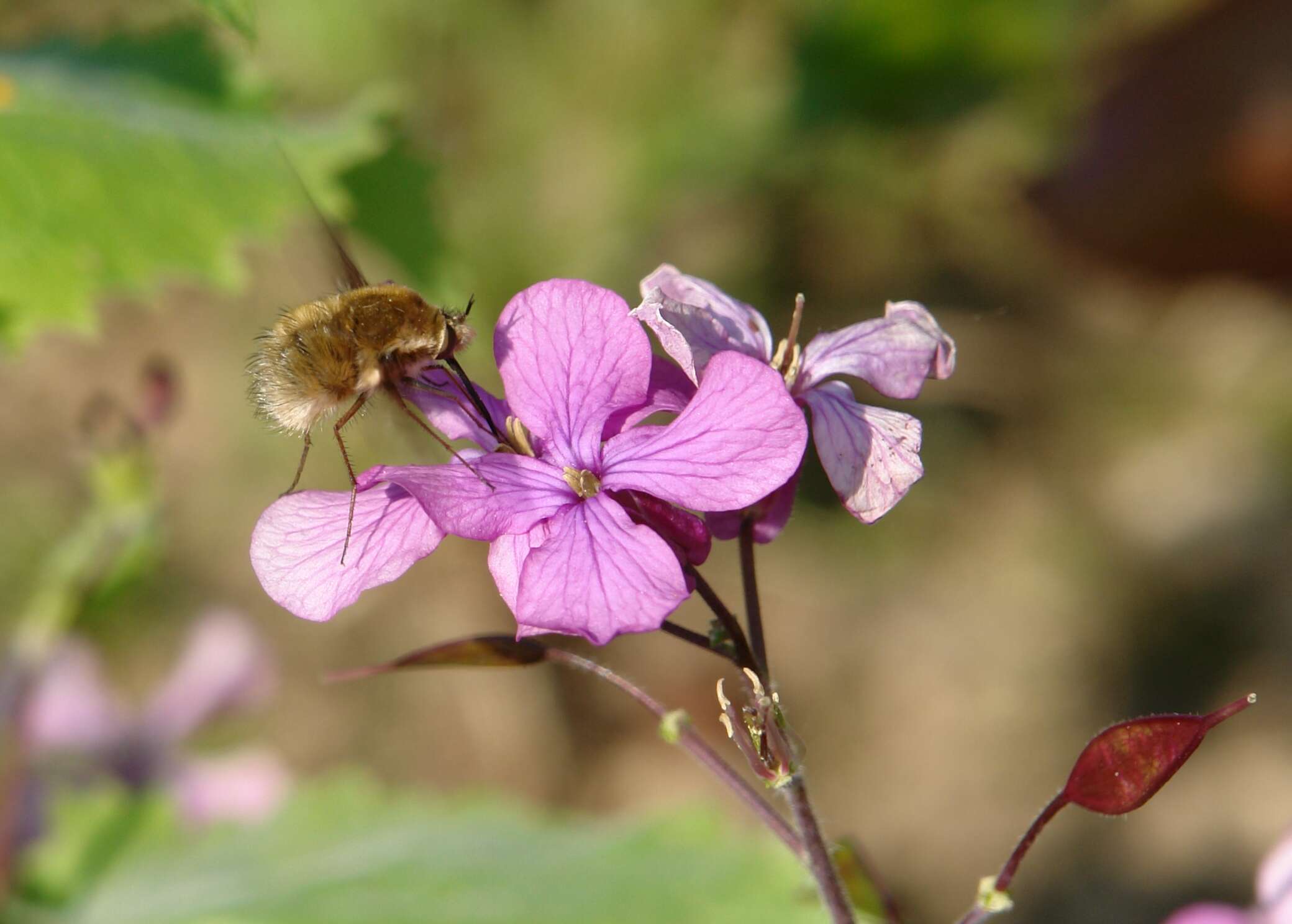 Image of annual honesty