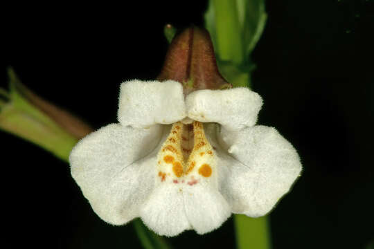 Imagem de Mimulus gracilis R. Br.