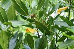 Image of Mangrove