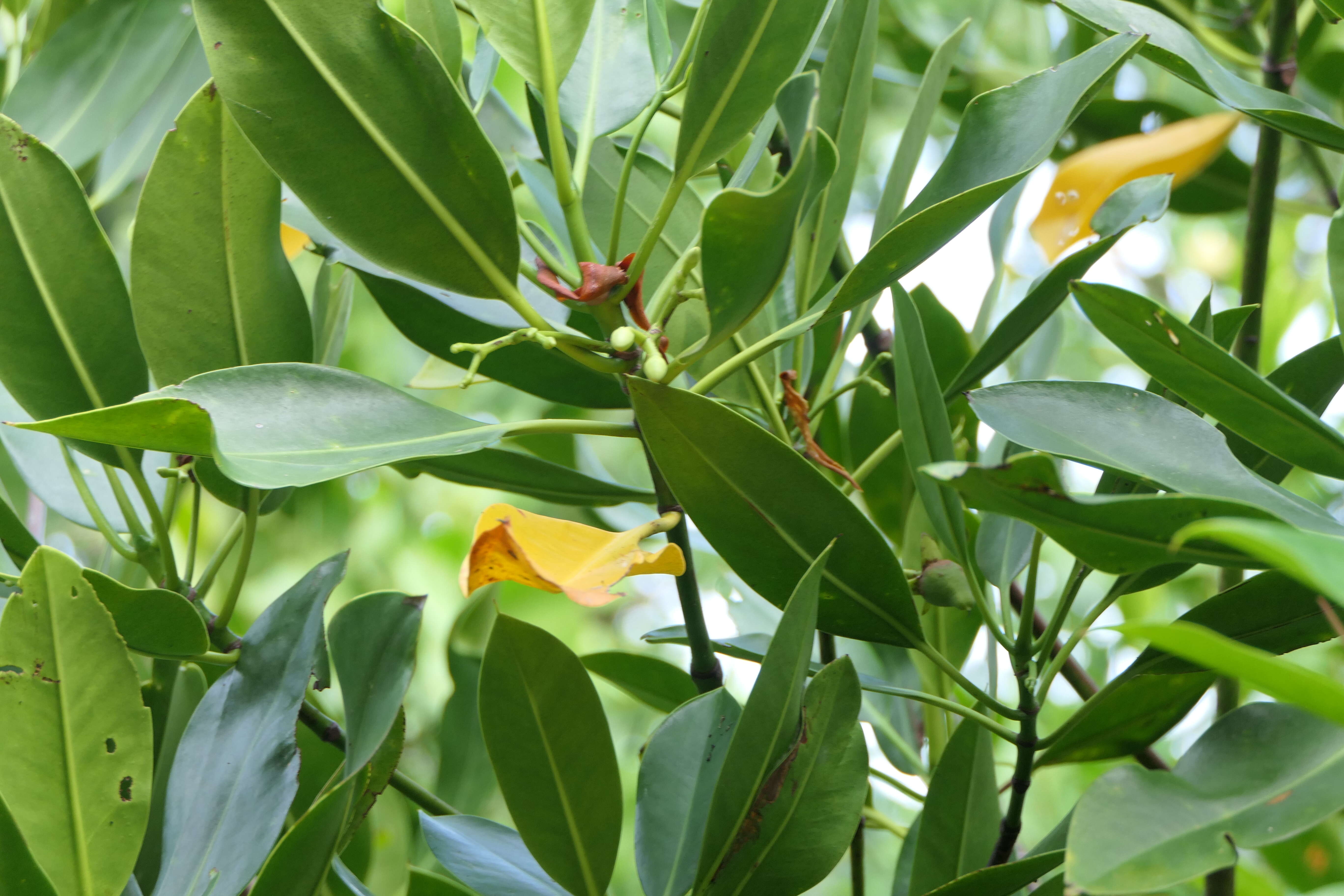 Image of Mangrove