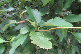 Image of Oregon Alder