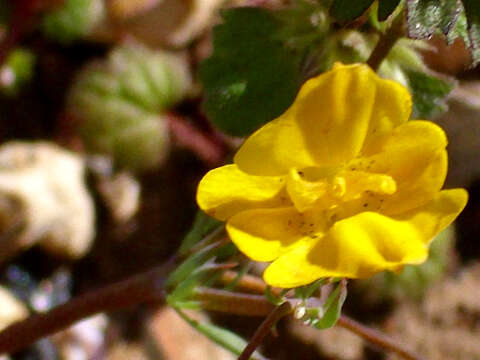 Image of Hypecoum procumbens L.