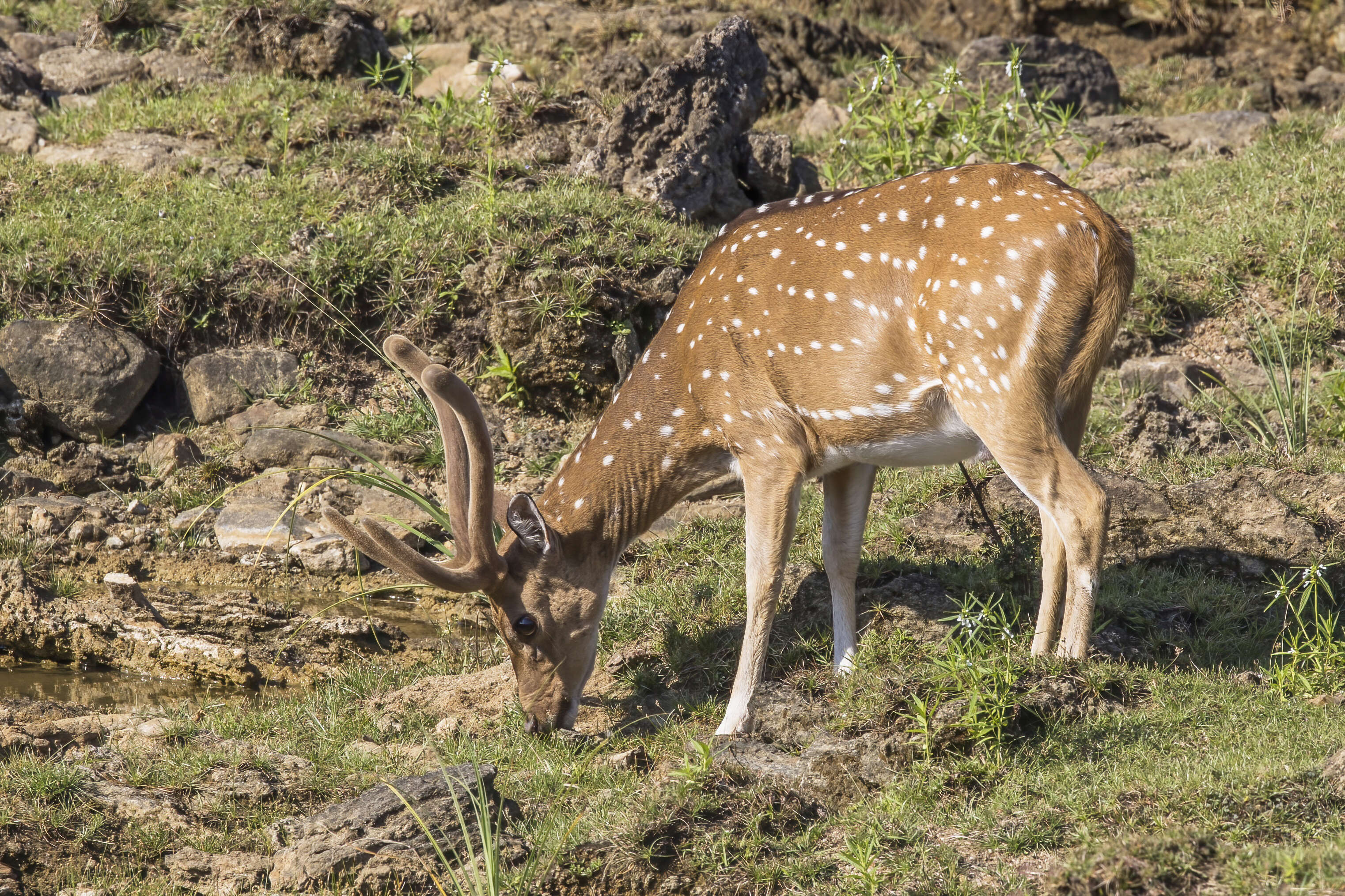 Слика од Axis axis ceylonensis