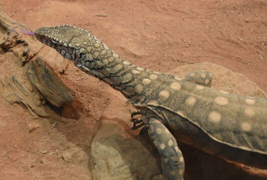 Image of Perentie