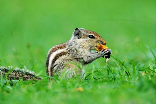 Image of Indian palm squirrel