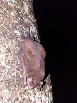 Image of Pallas's Mastiff Bat