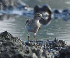 Image of Long-toed Stint