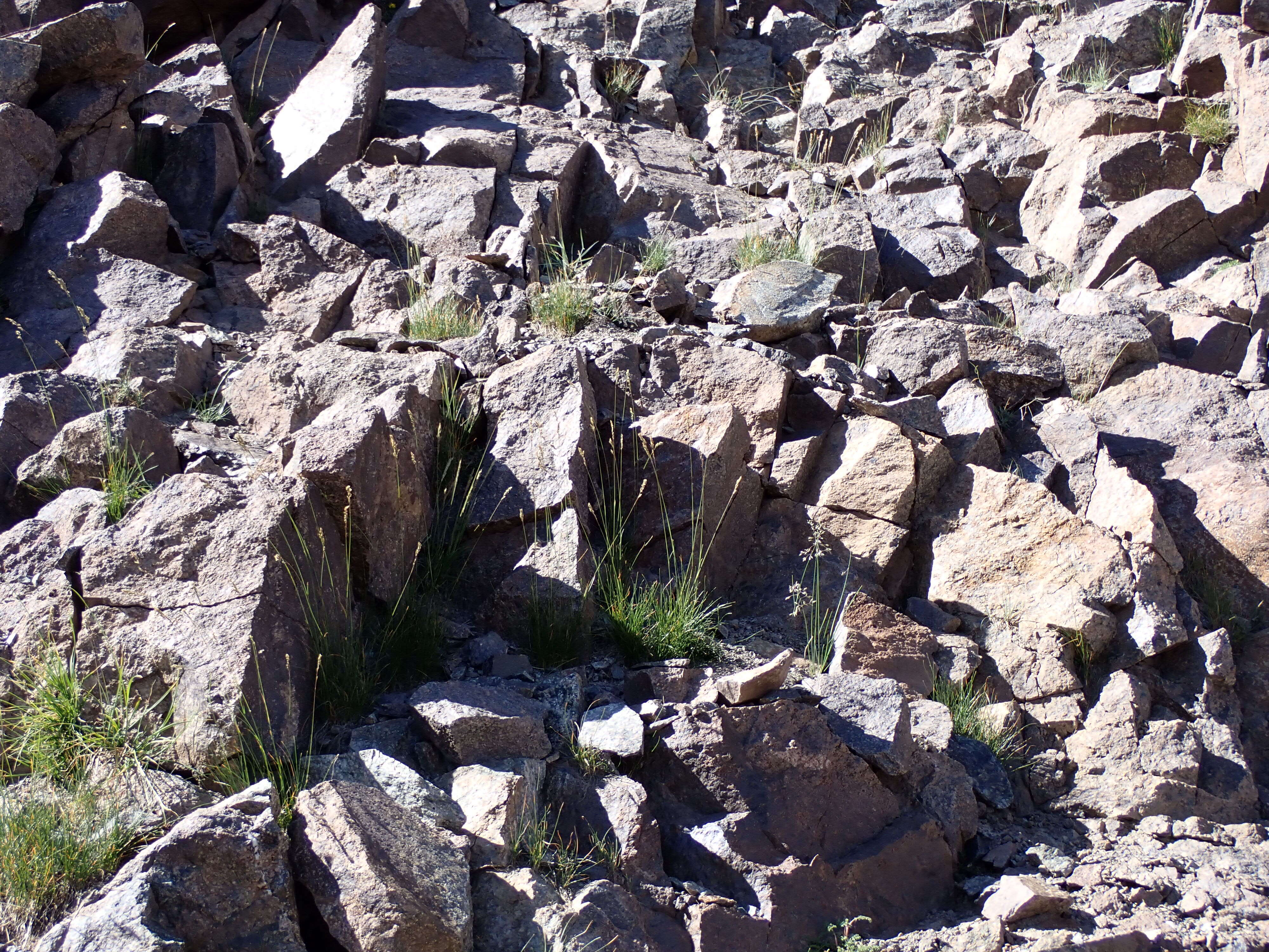 Image de Poa fendleriana (Steud.) Vasey