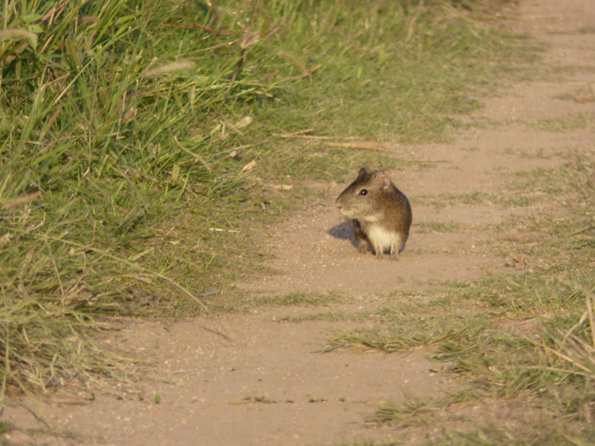 Image of Brazilian Guinea Pig