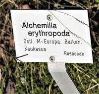 Image of Alchemilla erythropoda Juz.