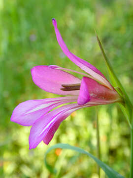 Image of Common Sword Lily