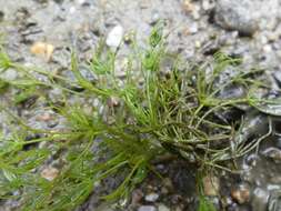 Image of Common Stonewort