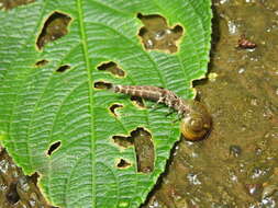 Image of fireflies