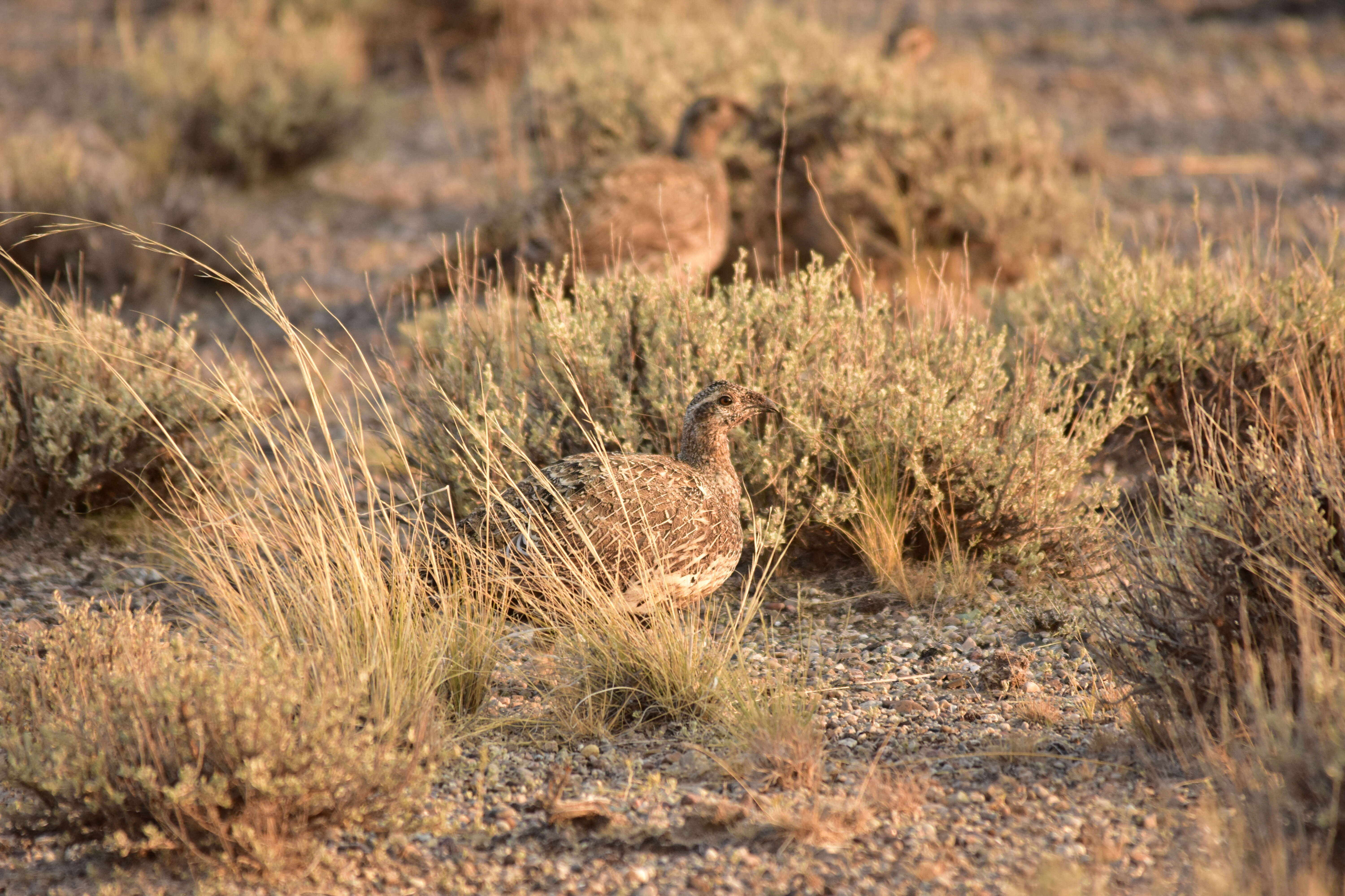 Image of Gunnison sage-grouse; greater sage-grouse