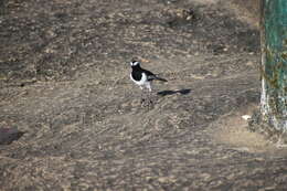 Image of White-browed Wagtail