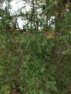 Image of Atlantic White Cedar