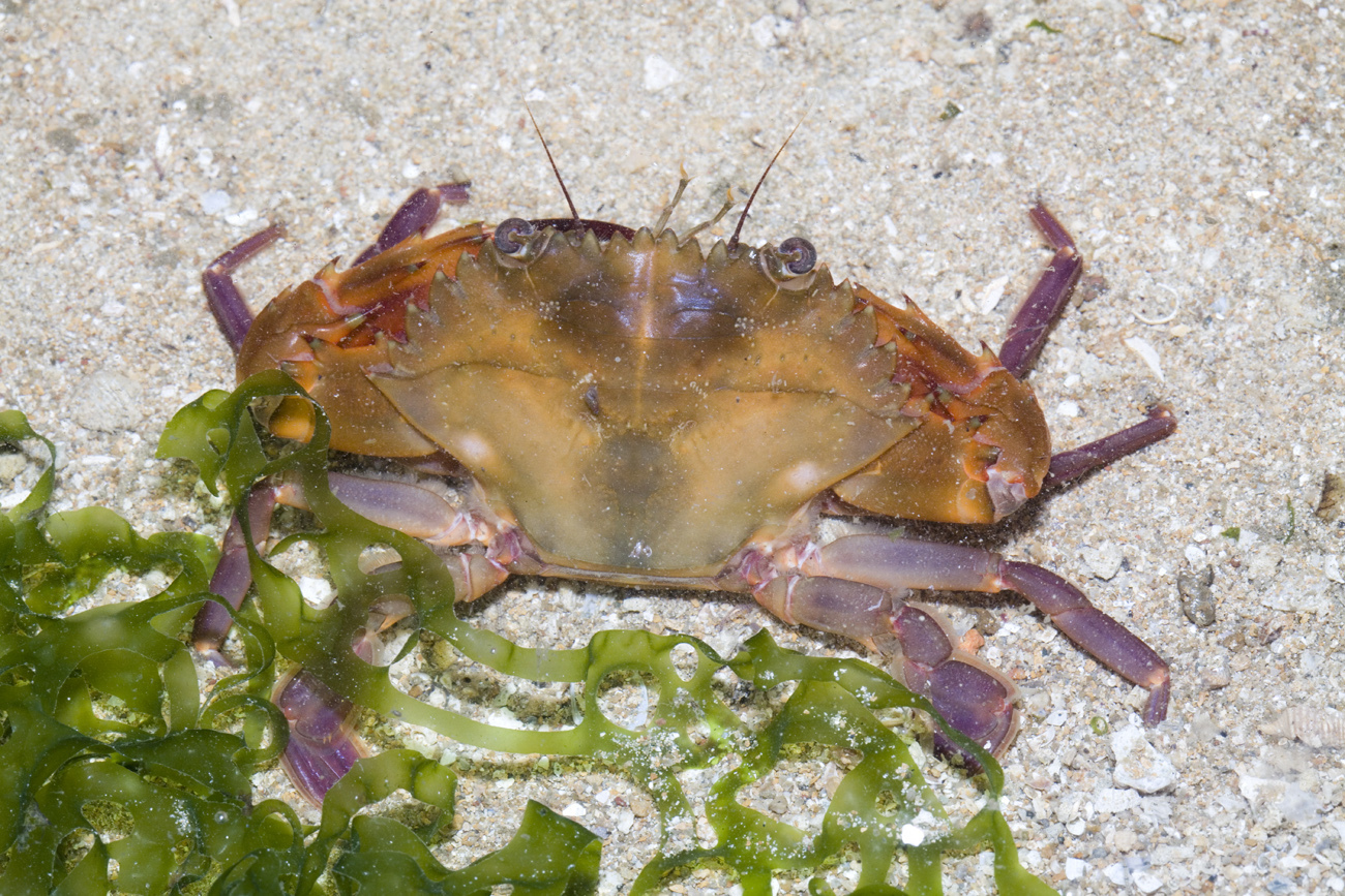 Image of Crab