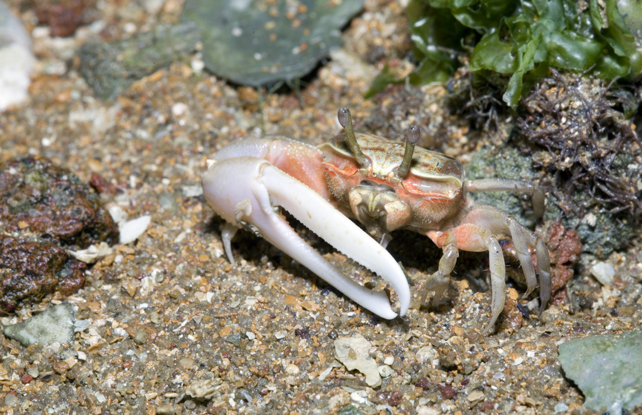 Image of Ring-legged Fiddler Crab