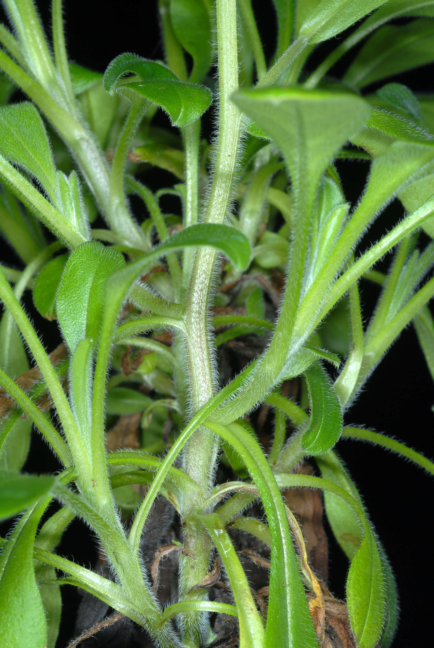 Image de Myosotis latifolia Poir.