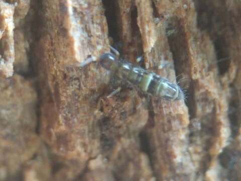 Image of hairy-back girdled springtail