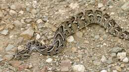 Image of puff adder