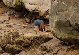 Image of Chinese Pond Heron