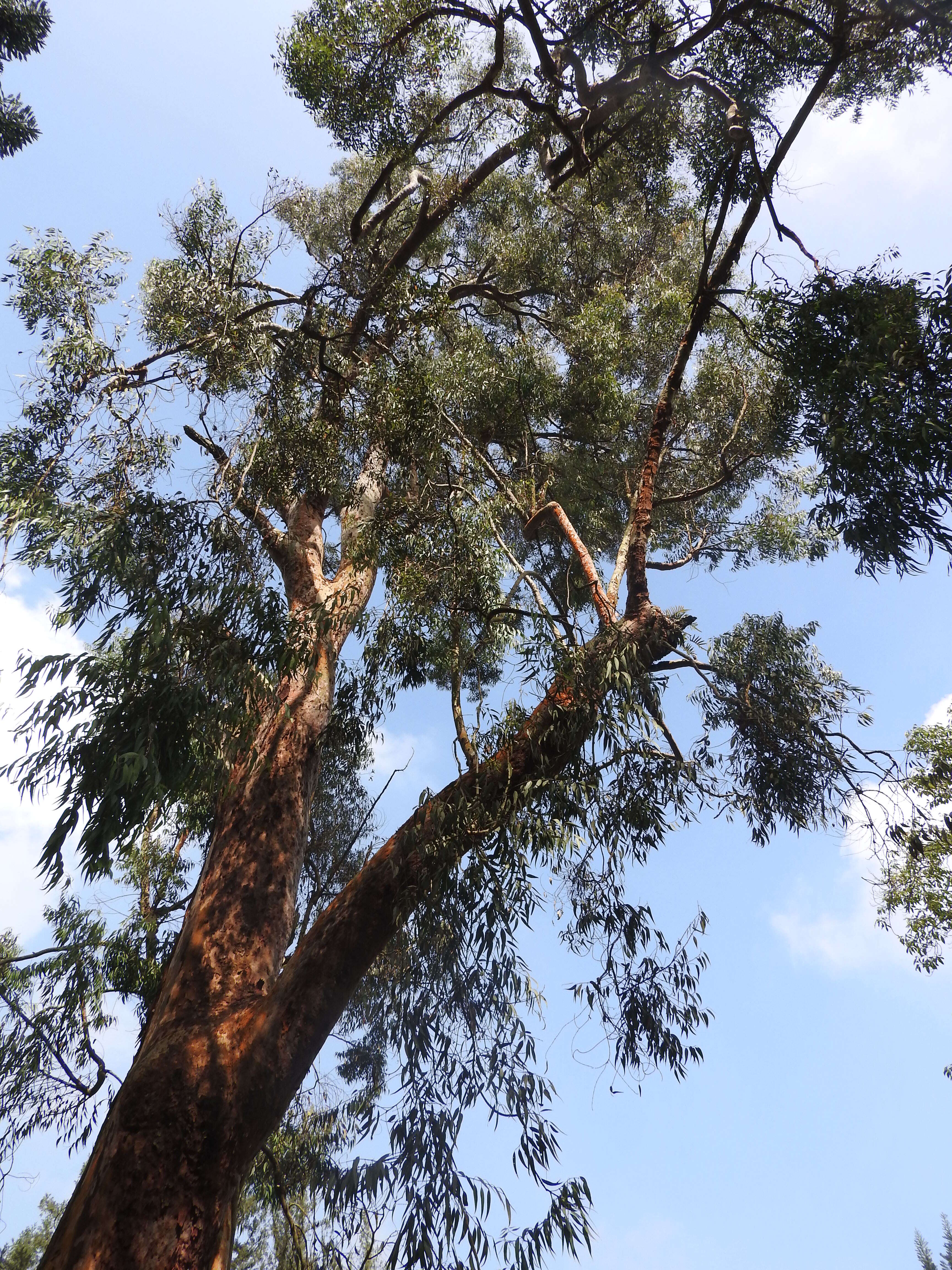 Image de Angophora subvelutina F. Müll.