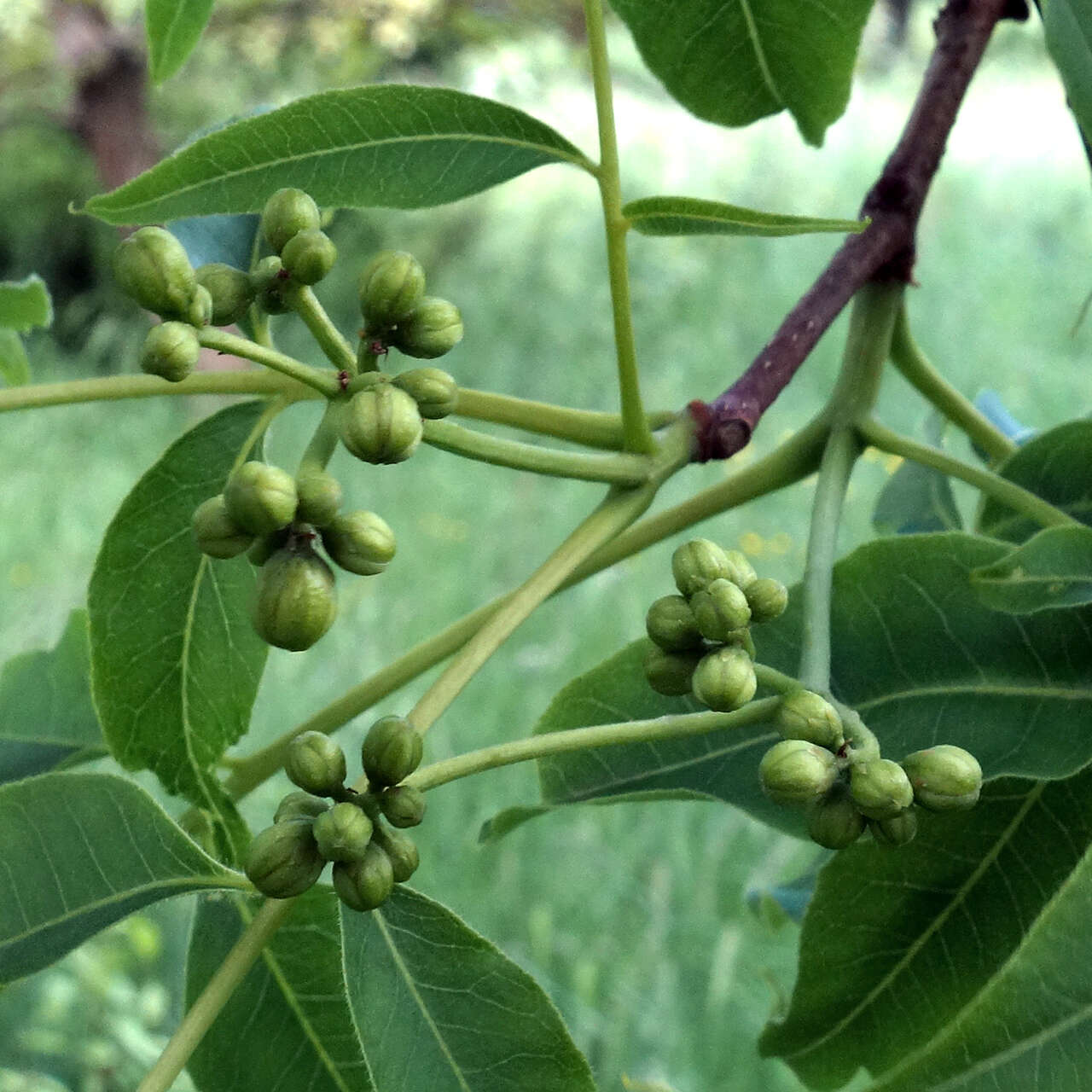 Image of corktree