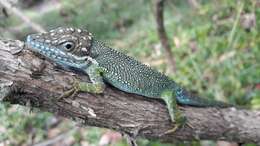 Image of Flat Andes Anole