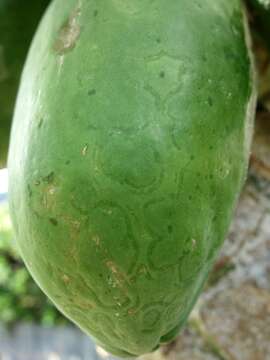 Image of Papaya ringspot virus