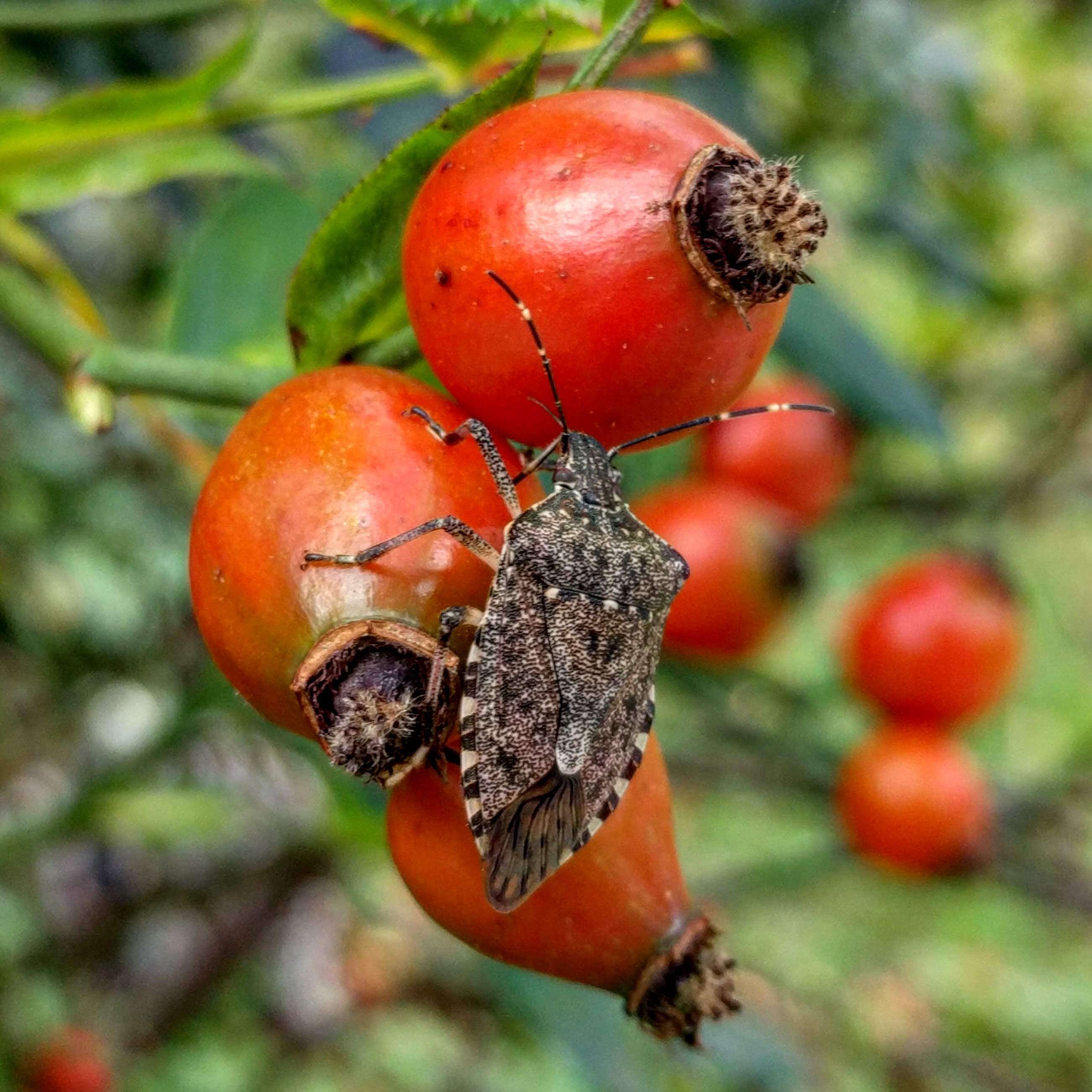 Image of Brown marmorated stink bug