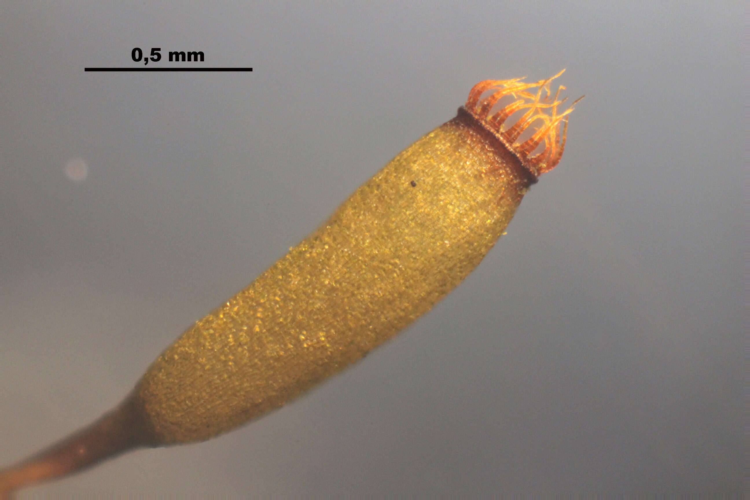 Image of denuded dicranodontium moss