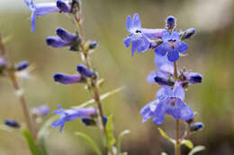 Image of low beardtongue