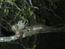 Image of Cinereous Ringtail
