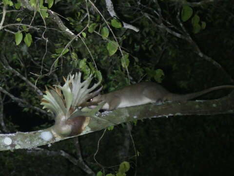 صورة Pseudochirulus cinereus Tate 1945