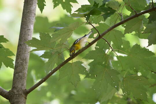 Image of Northern Parula