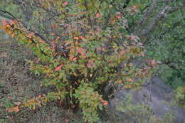 Image of Peking cotoneaster
