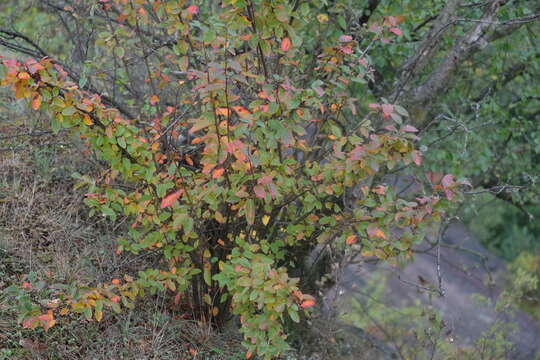 Cotoneaster acutifolius Turcz. resmi