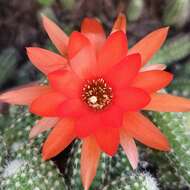 Echinopsis tubiflora resmi