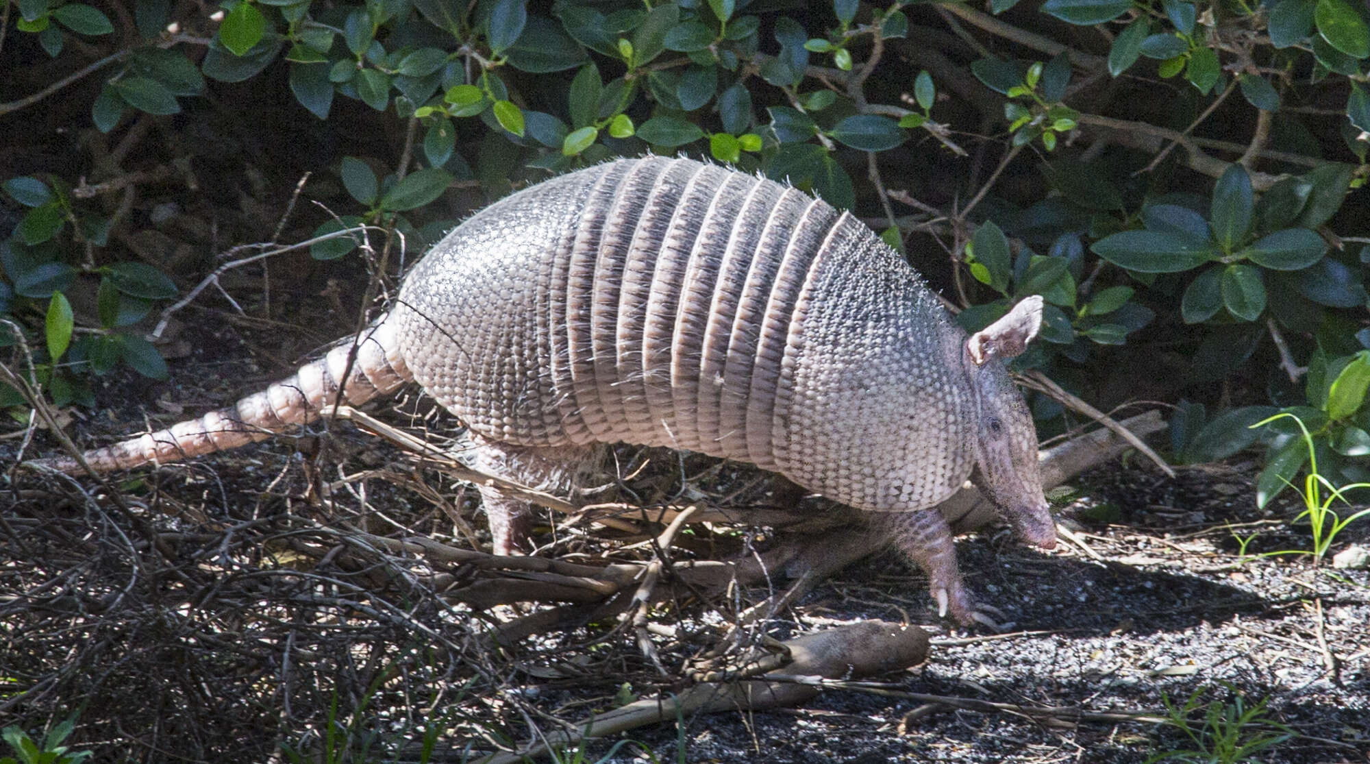 Image of long-nosed armadillos