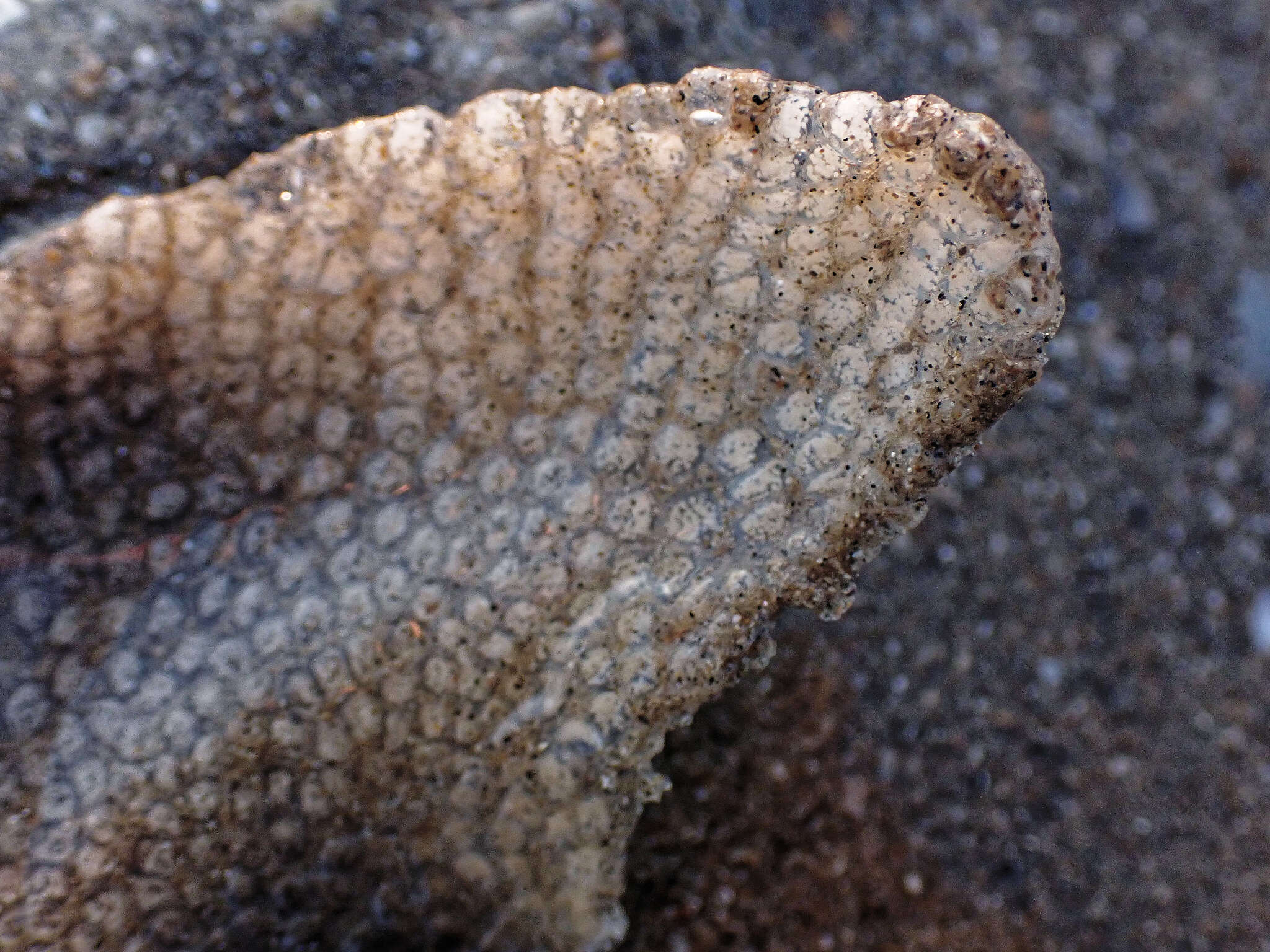 Image of European necklace shell