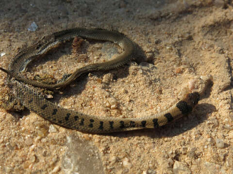 Image of Plumbeous or Reticulated Centipede Eater