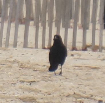 Image of American crow